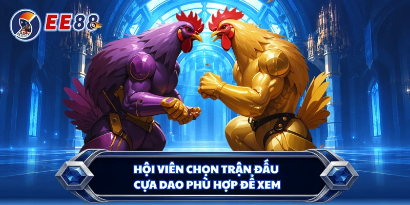 Hội viên chọn trận đấu cựa dao phù hợp để xem