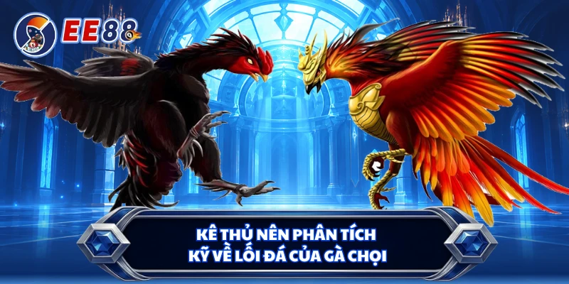 Kê thủ nên phân tích kỹ về lối đá của gà chọi